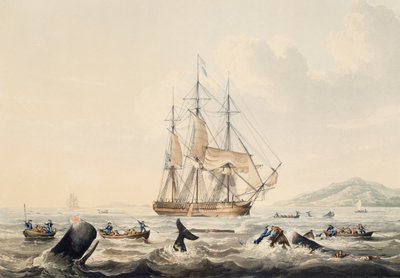Whaling in South Seas by William John Huggins