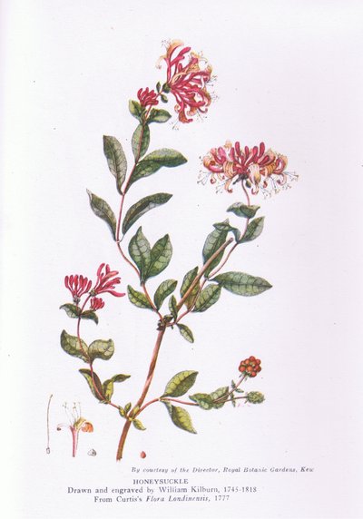 Honeysuckle, Nature in Britain Published by Collins, 1946 by William Kilburn