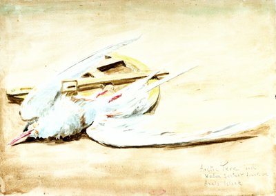 Arctic Tern and a Wooden Sextant Found on Axel