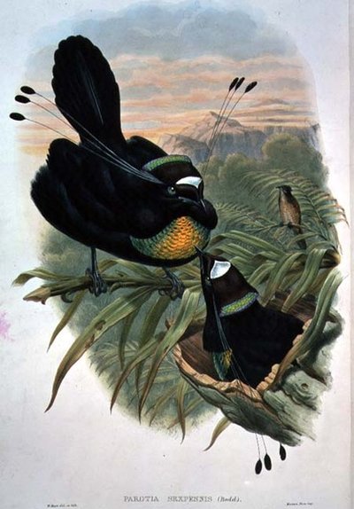 Arfak Six-wired Bird of Paradise by William Matthew Hart