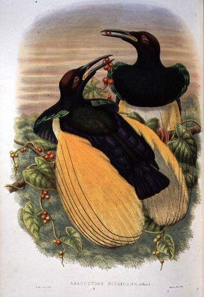 Bird of Paradise: Twelve-wired, Seleucidis Melanoleuca by William Matthew Hart