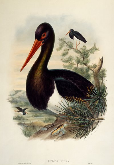 Black Stork, lithograph from Birds of Great Britain by William Matthew Hart