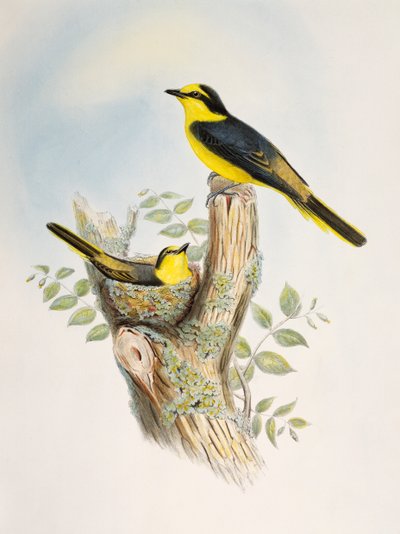 Brown-rumped Minivet (Pericrocotus cantonensis), lithograph from Birds of Asia by William Matthew Hart