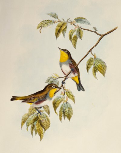 Chestnut-flanked White-eye (Zosterops erythropleurus), lithograph from Birds of Asia by William Matthew Hart