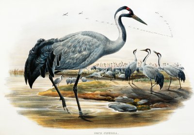 Common Crane (Grus cinerea), lithograph from Birds of Great Britain by William Matthew Hart