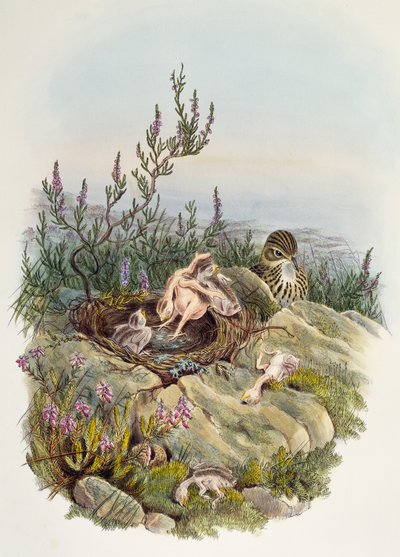 Common Cuckoo, lithograph by William Matthew Hart by William Matthew Hart