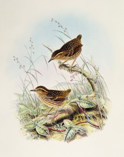 Eyebrowed Wren-Babbler (Napothera epilepidota), lithograph from Birds of Great Britain by William Matthew Hart