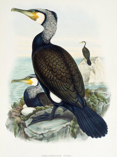 Great Cormorant (Phalacrocorax carbo), lithograph from Birds of Great Britain by William Matthew Hart