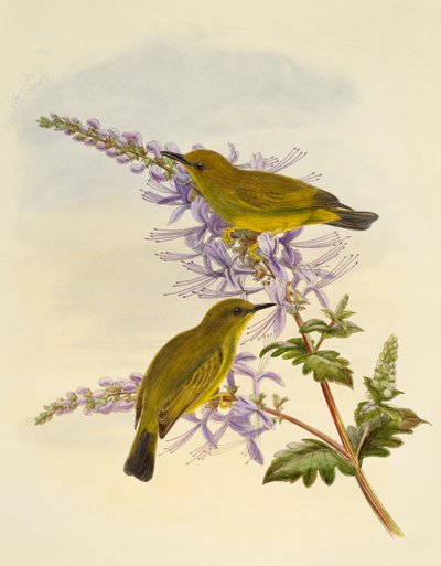 Grey-throated white-eye (Zosterops rendovae) by William Matthew Hart