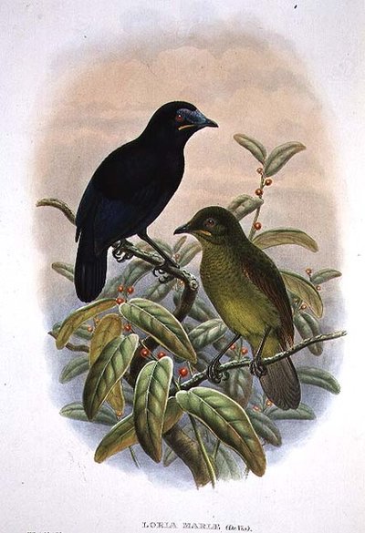 Loria Loriae, Loria
