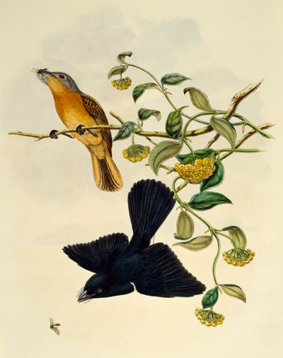 Ochre-headed Flycatcher (Myiagra cervinicauda), engraving by William Matthew Hart by William Matthew Hart