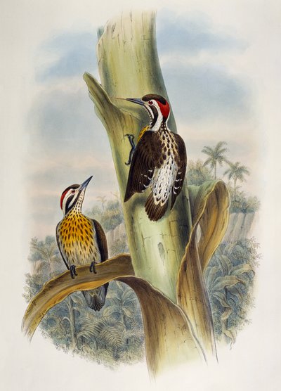 Philippine Pygmy Woodpecker (Dendrocopos maculatus), lithograph from Birds of Asia by William Matthew Hart