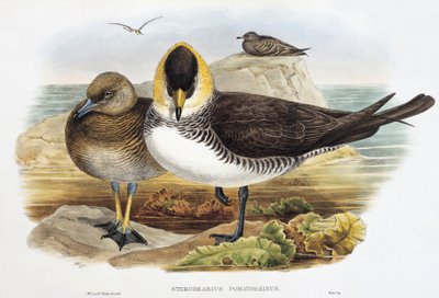Pomarine Jaeger, lithograph from Birds of Great Britain by William Matthew Hart