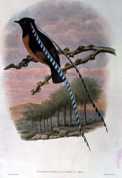 Pteridophora Alberti, King of Saxony Bird of Paradise by William Matthew Hart