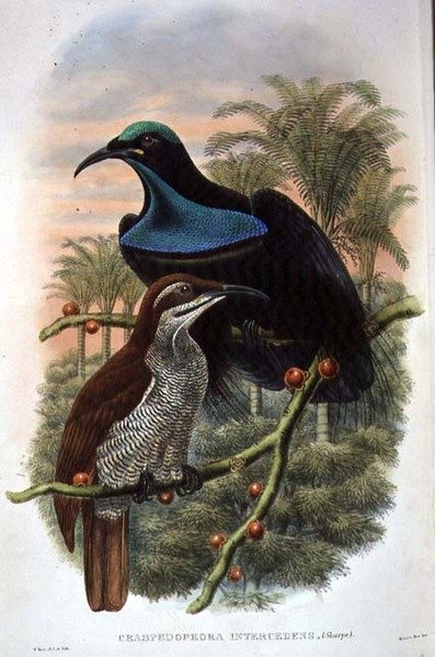 Ptiloris Magnificus, Rifle Bird of Paradise by William Matthew Hart