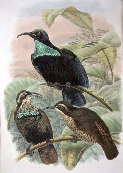 Ptiloris Paradiseus, Rifle Bird of Paradise by William Matthew Hart