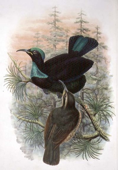 Ptiloris Victoriae, Victoria Rifle Bird of Paradise by William Matthew Hart