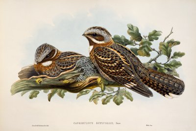 Red-necked Nightjar, lithograph from Birds of Great Britain by William Matthew Hart