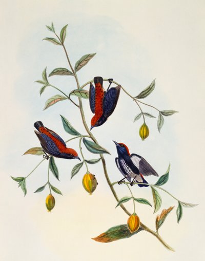 Scarlet-backed Flowerpecker (Dicaeum cruentatum), engraving by William Matthew Hart, United Kingdom by William Matthew Hart