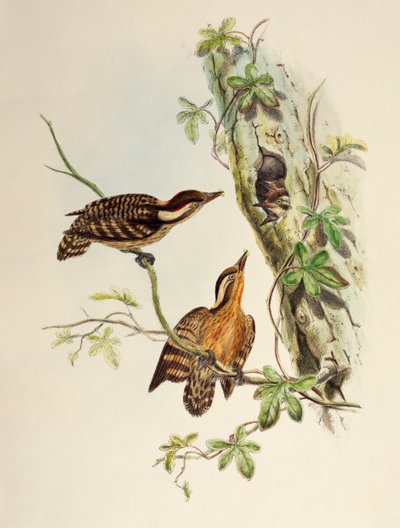 Sunda Woodpecker (Dendrocopos moluccensis), lithograph from Birds of Asia by William Matthew Hart