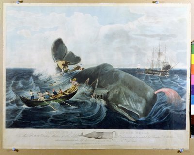 Capturing a Sperm Whale by William Page