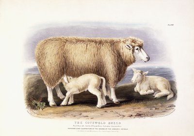 The Cotswold Breed, Ewe, 8 Years Old by William Shiels