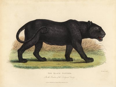Black Panther, Panthera Pardus or Panthera Onca by William Smellie