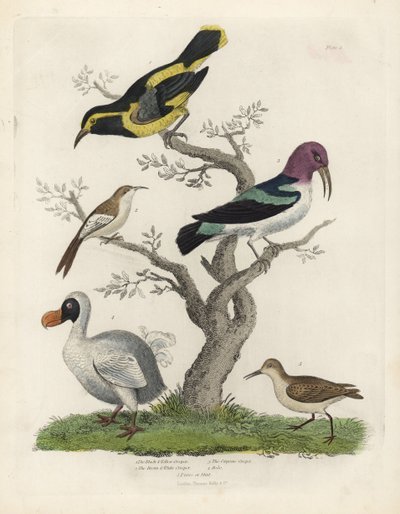 Birds and Dodo. Handcoloured Copperplate Engraving by William Smellie
