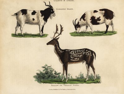 Domestic Goats and Fallow or Venison Deer by William Smellie