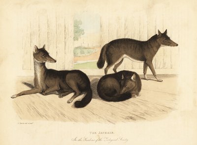 Golden Jackal, Canis Aureus by William Smellie
