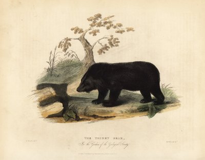 Himalayan black bear, Ursus thibetanus laniger by William Smellie