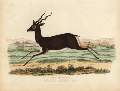 Indian Antelope or Blackbuck, Antilope Cervicapra by William Smellie