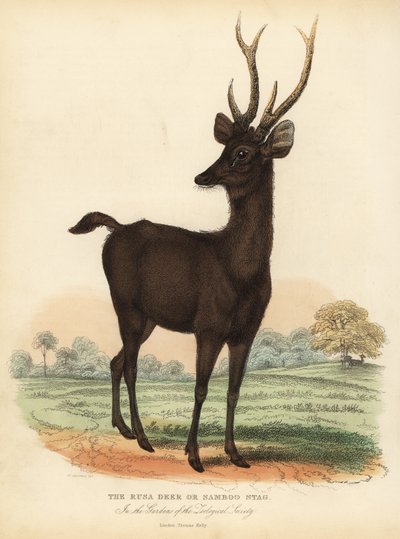 Javan rusa or Sunda sambar deer, Rusa timorensis. Vulnerable by William Smellie