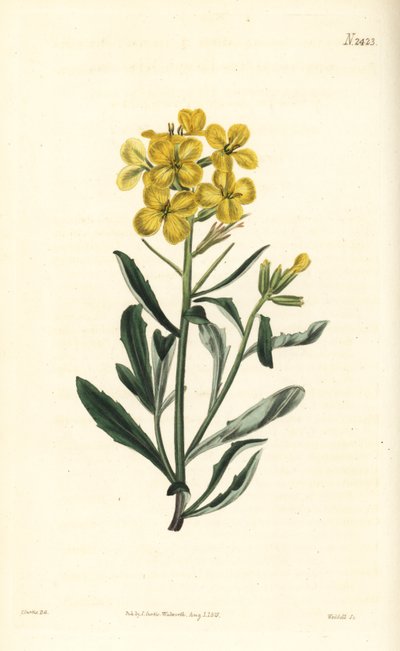 Smelly Wallflower, Erysimum Odoratum by William Smellie