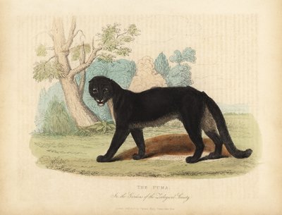 The Puma or Cougar, Puma concolor by William Smellie