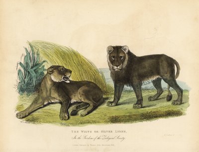 White or Silver Lions, Panthera Leo Melanochaita by William Smellie
