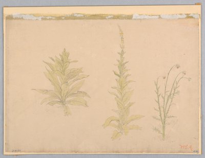 Study of Mullein Plants by William Stanley Haseltine