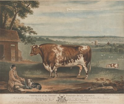 Portrait of the Short Horned Bull Patriot by William Ward