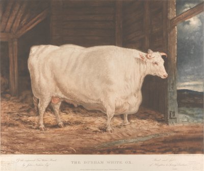 The Durham White Ox by William Ward