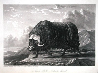 Musk Bull, Melville Island, from Journal of a Voyage for the Discovery of a North West Passage from the Atlantic to the Pacific performed in the Years 1819-20, by William Edward Parry, published 1821 by William Westall