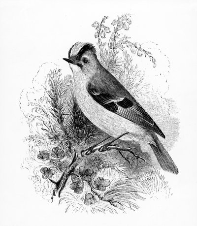 Golden Crested Regulus, illustration from 