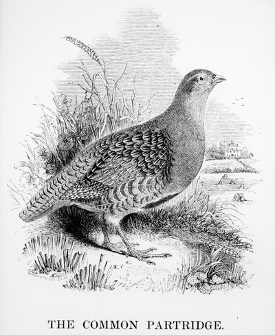 The Common Partridge, illustration from 
