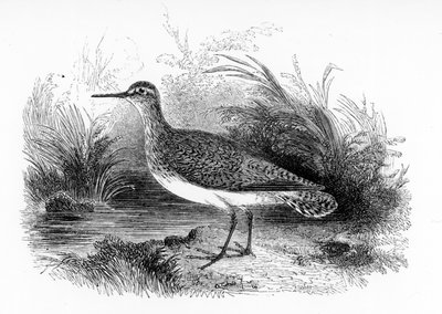 The Common Sandpiper, illustration from 
