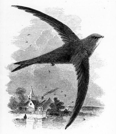 The Common Swift, Illustration from 