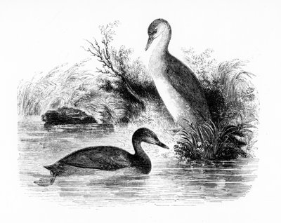 The Little Grebe, or Dabchick, illustration from 