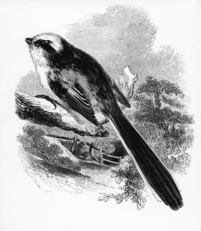 The Long-Tailed Tit, illustration from 