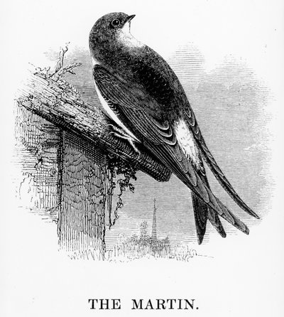The Martin, illustration from 