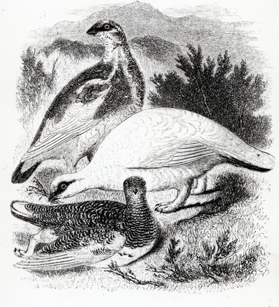 The Ptarmigan, Illustration from 