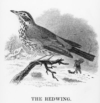 The Redwing, illustration from 