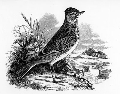 The Sky Lark, illustration from 